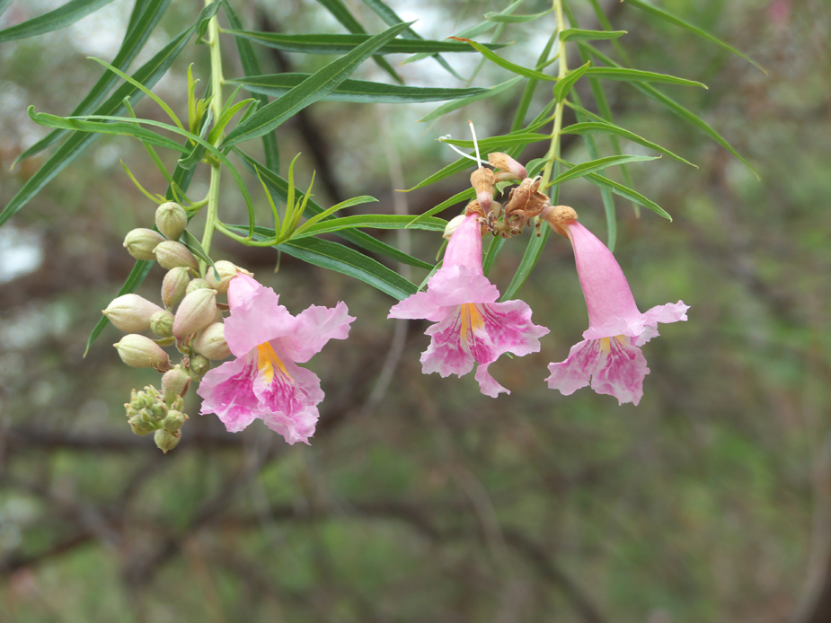 flowers at Abilene Zoo