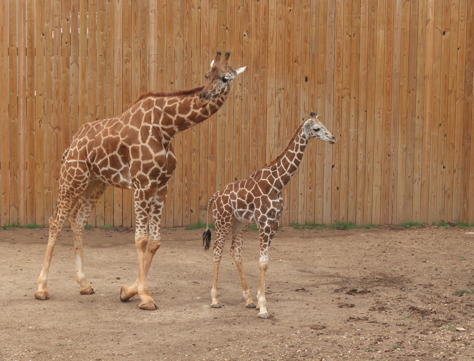 adult and baby giraffes at Abilene Zoo