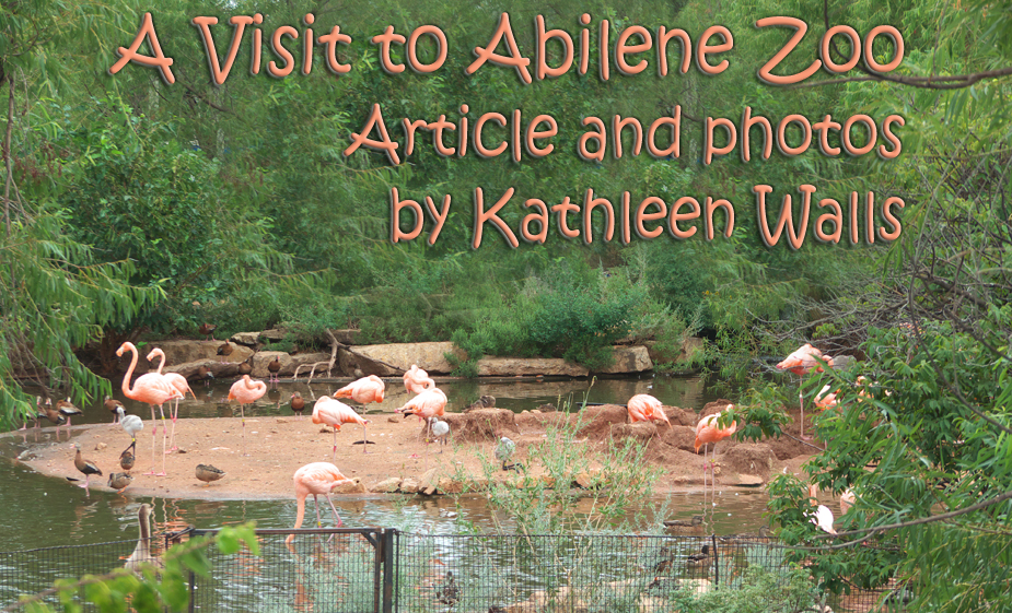 flamingos at <h1>Abilene Zoo</h1> used for header