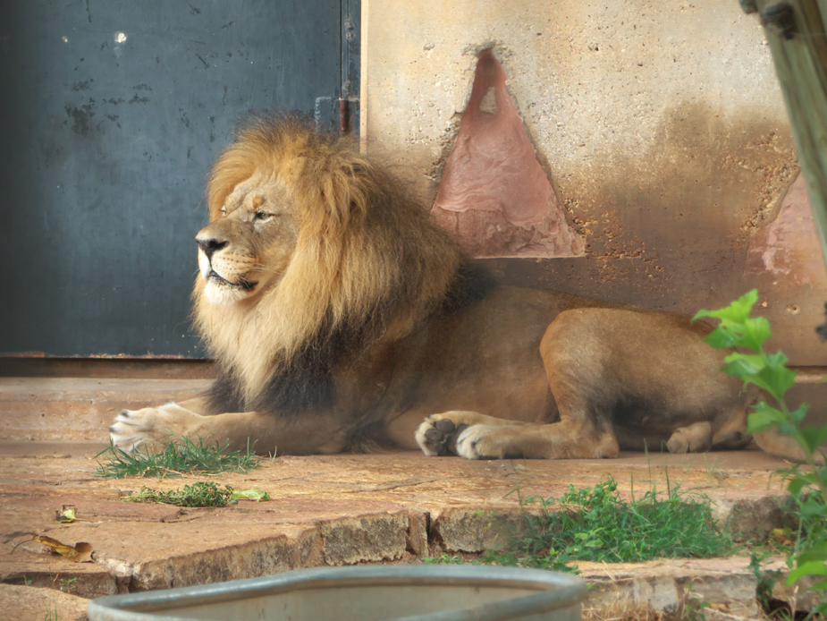 Abilene Zoo Activities