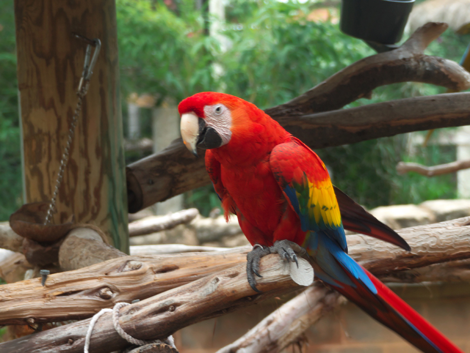 Parrot at Abilene Zoo