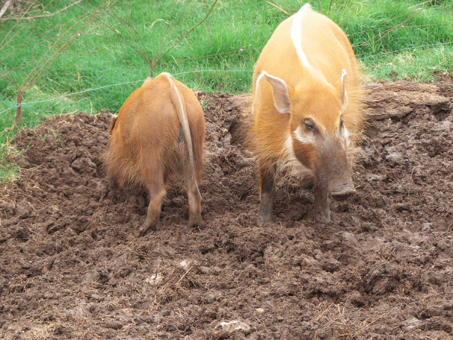 Pair of Red River Hogs at Abilene Zoo