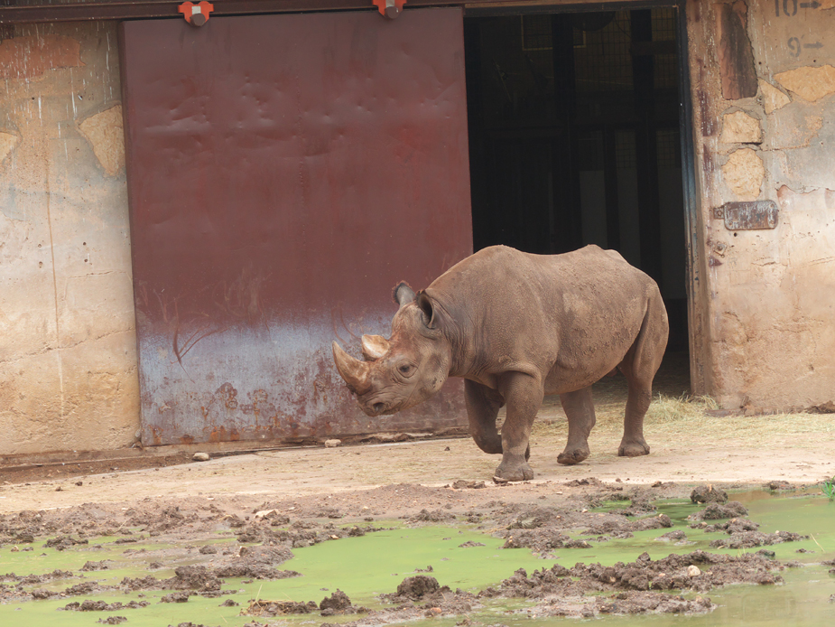 Black Rhino at Abilene Zoo