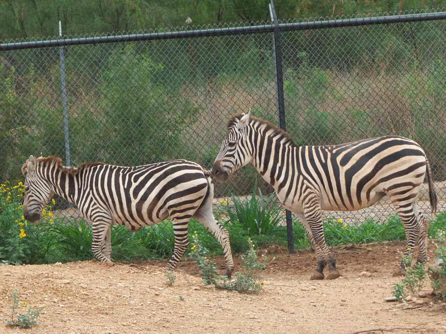 two Zebras at Abilene Zoo