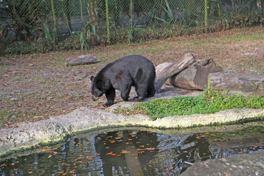 Bear walking around
                                      pond at Lowry Park Zoo