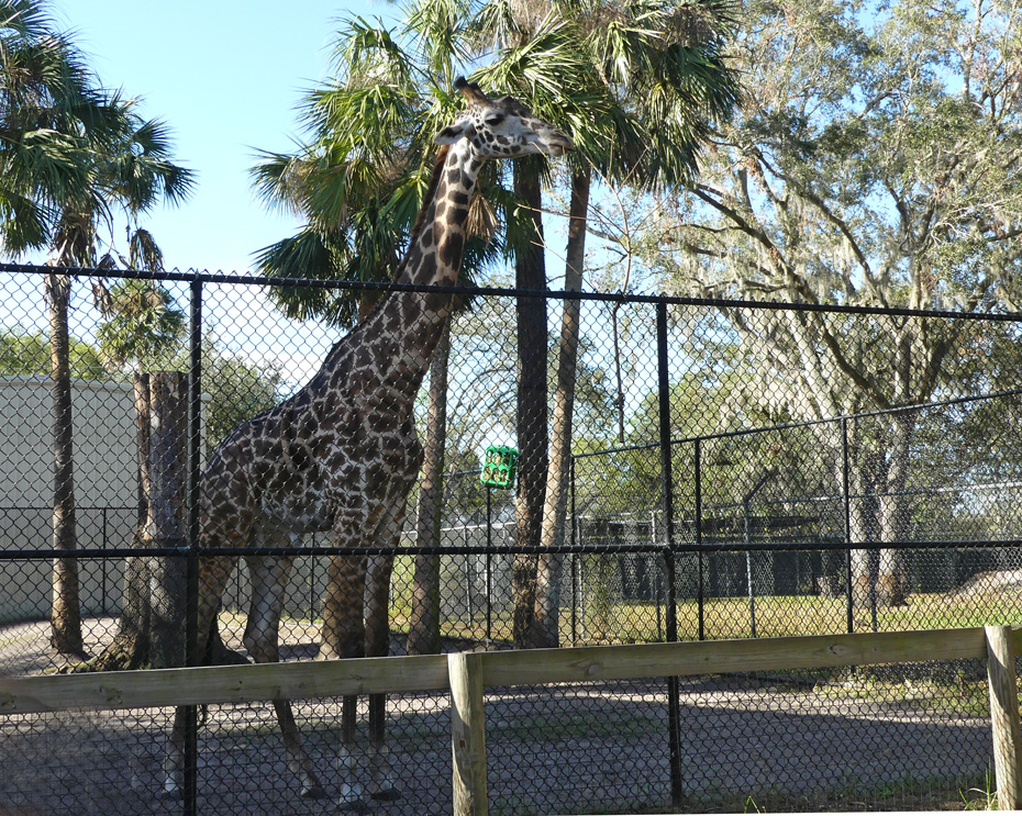 giraffe at Central Florida Zoo and Botanical Garden in Sanford