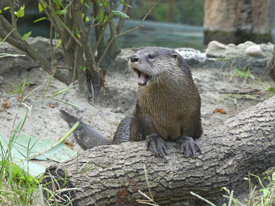 Otter at Central Florida Zoo and Botanical Garden in Sanford