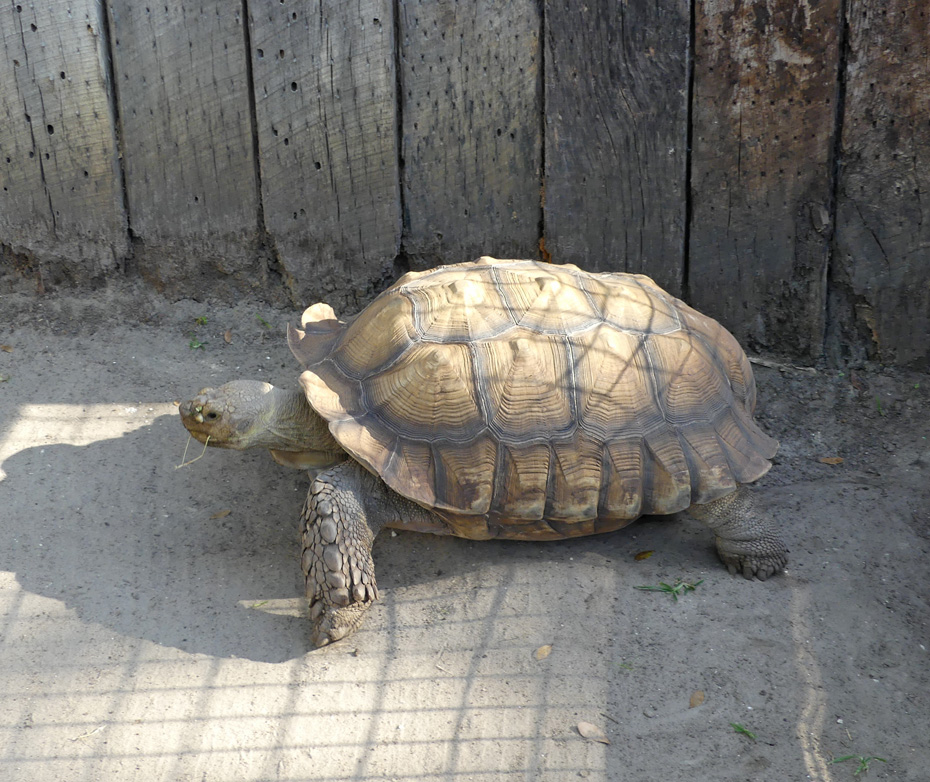 Tortise at Central Florida Zoo and Botanical Garden in Sanford