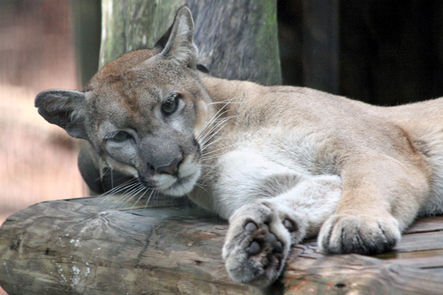 Florida panther
                                      walking up at Lowry Park Zoo