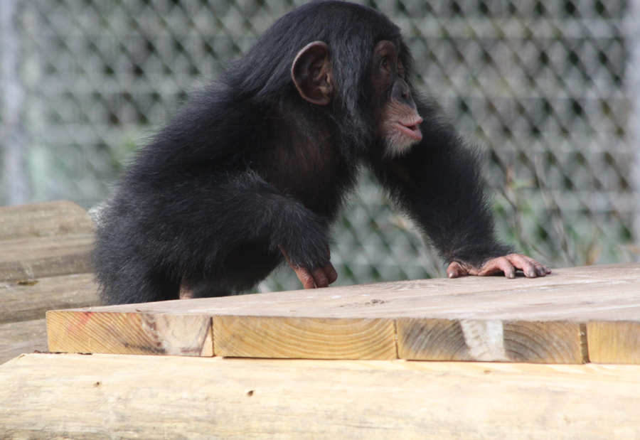 baby chimp at Lowry
                                      Park Zoo