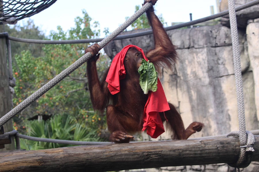 Orangutang with
                                      blanket and lettuce climbing rope
                                      at Lowry Park Zoo