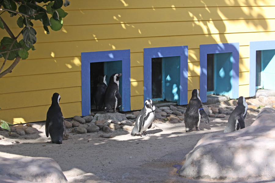 African penguins at
                                      Lowry Park Zoo