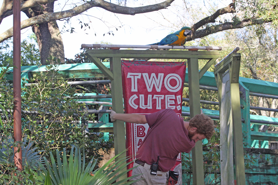 Parrot in tree behind
                                      Two Cute sign as keeper climbs to
                                      get him at Lowry Park Zoo