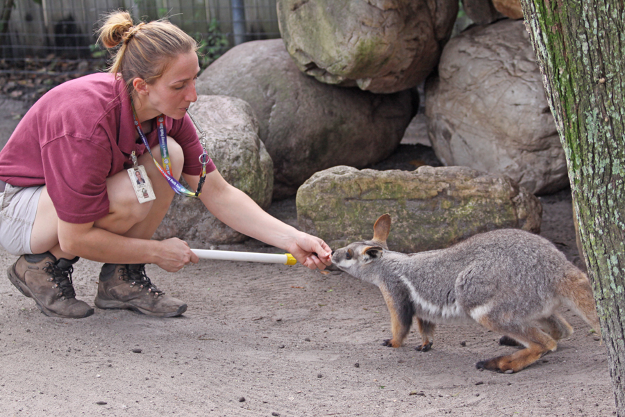 Keeper practicing
                                      targeting wiith wallaby at Lowry
                                      Park Zoo