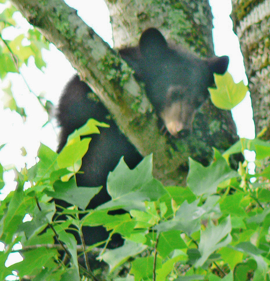 Bear cub in tree top at cades cove