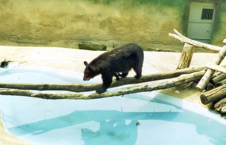 bear walking across double logs over small pond at zoo