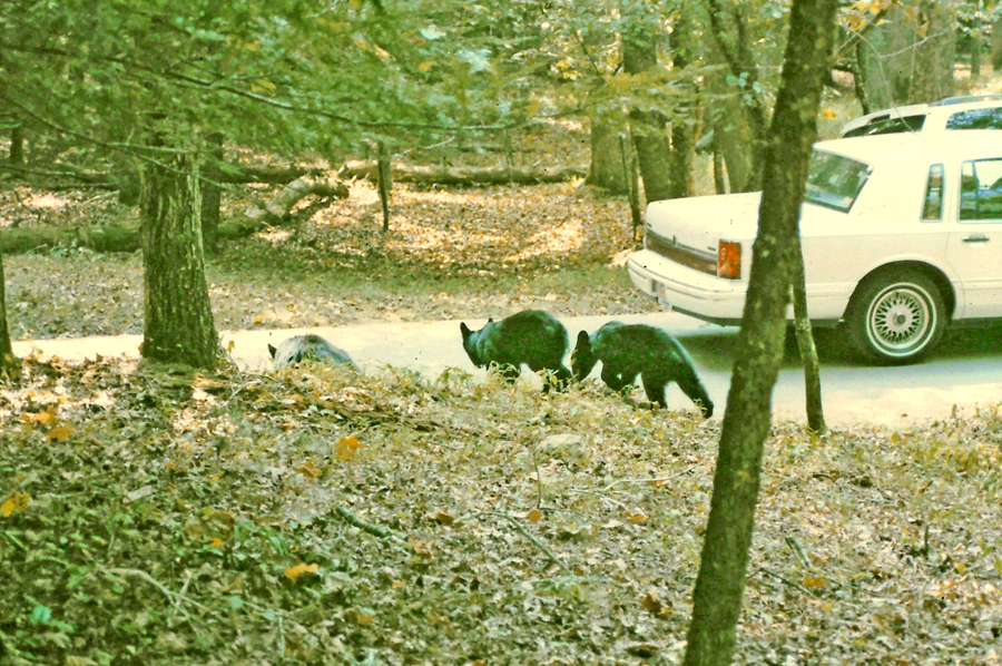 Momma bear teaching and two cubs crossing a road in Cades Cove 