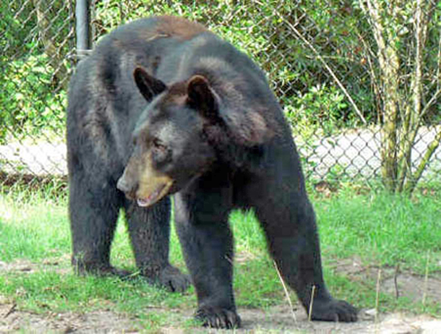 Jacksonville Zoo bear standing in grass 