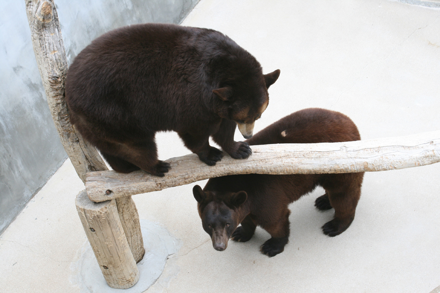 two bears, one on small log one beneath it at zoo