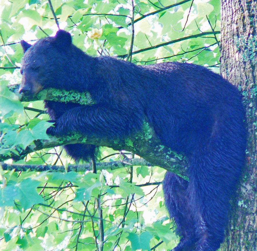 large bear in tree at Cades Cove