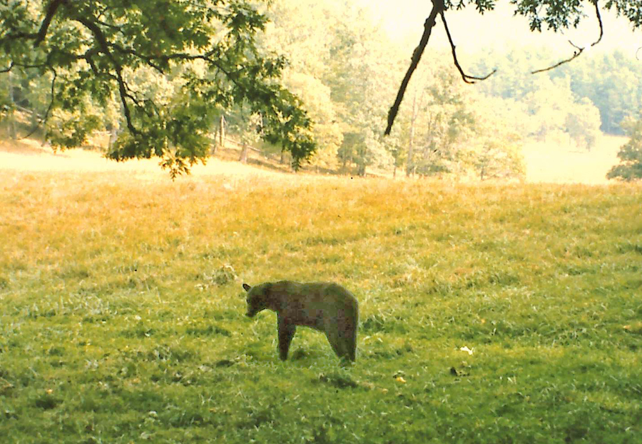 A  bear in clearing at Cades Cove 