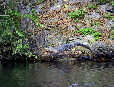 Alligator on the banks of Shell Creek