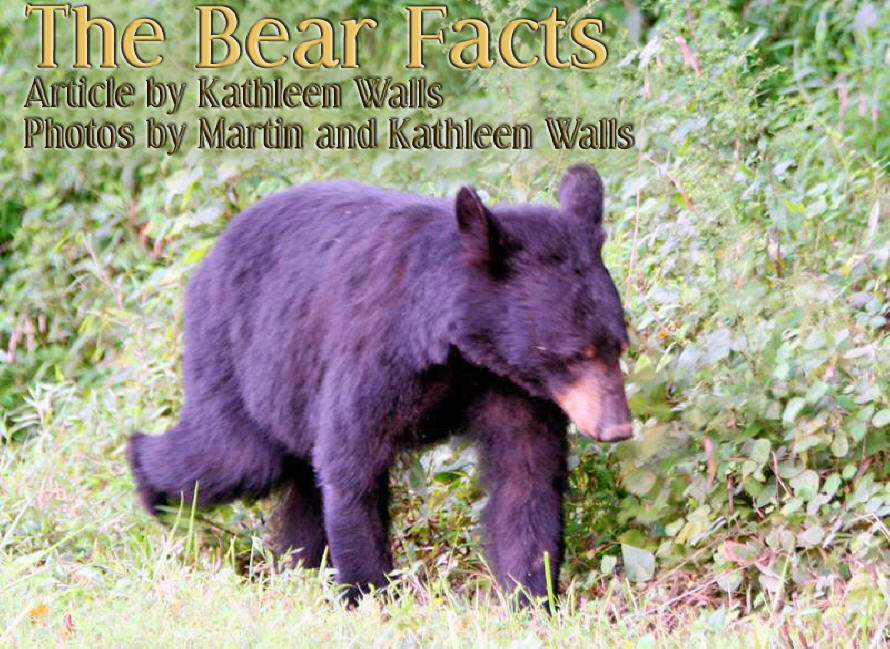 bear walking in woods with title bear facts embossed