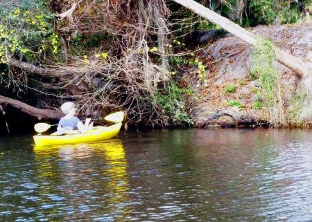 Kathleen Walls approaches alligator on bank of Shell Creek in her kayak