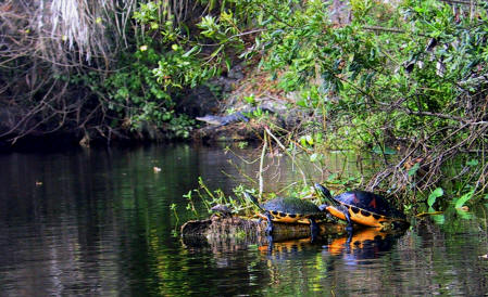 Turtles on a limb in Shell Creek with an Alligator behind them