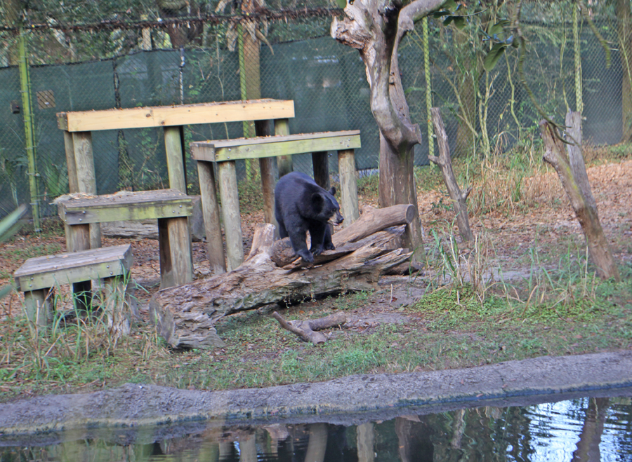 female bear at tampa zoo on log in front of her perches