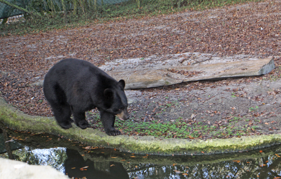 female bear walking near pond at tampa zoo